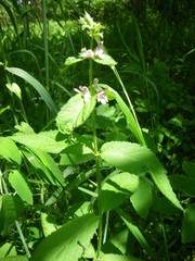 Stachys pilosa