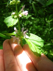 Stachys pilosa