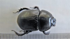 Geotrupes stercorarius