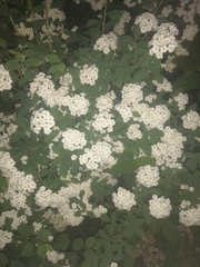 Spiraea × vanhouttei