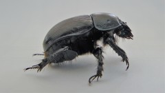 Geotrupes stercorarius