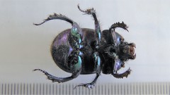 Geotrupes stercorarius
