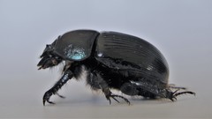 Geotrupes stercorarius