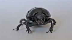 Geotrupes stercorarius