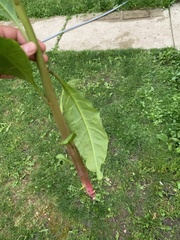 Phytolacca americana