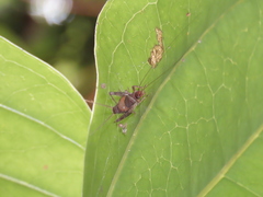 Ornebius formosanus