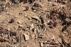 Austrocactus spiniflorus