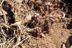 Austrocactus spiniflorus