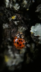 Harmonia axyridis