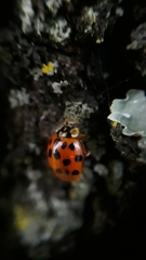 Harmonia axyridis