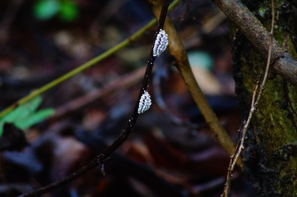 Laurencella colombiana