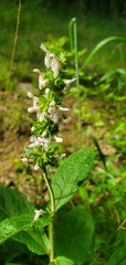 Stachys iltisii
