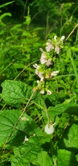 Stachys iltisii