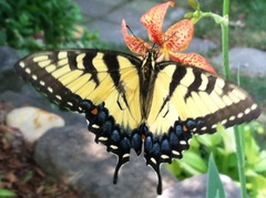 Papilio glaucus