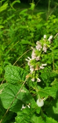 Stachys iltisii