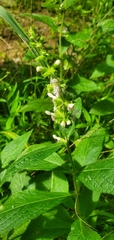 Stachys iltisii