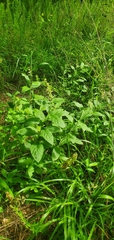 Stachys iltisii