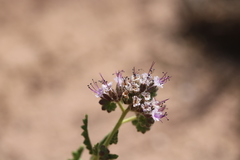 Phacelia pinkavae
