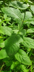 Stachys iltisii