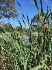 Typha orientalis