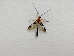 Thyreodon atriventris