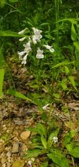Penstemon arkansanus