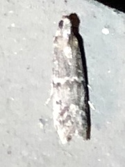 Moodna