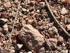 Dasymutilla monstrosa