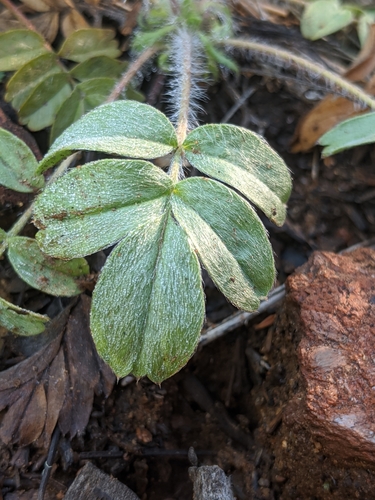 Image of Horkelia tridentata by no rights reserved