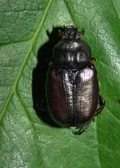 Osmoderma subplanata