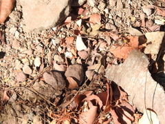 Dasymutilla monstrosa