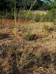 Agrostis castellana