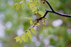 Bursera jerzyi