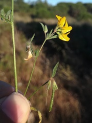 Lotus subbiflorus castellanus