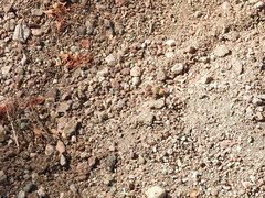 Dasymutilla monstrosa