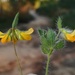 Lotus hispidus - Photo (c) jmneiva, algunos derechos reservados (CC BY-NC), subido por jmneiva