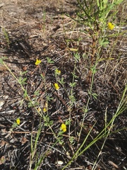 Lotus subbiflorus castellanus