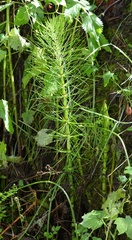 Equisetum