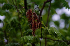 Apoplanesia paniculata