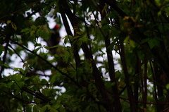 Apoplanesia paniculata