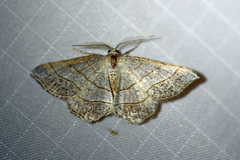 Eumacaria madopata