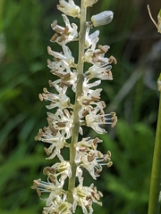 Hastingsia alba