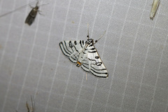 Conchylodes concinnalis