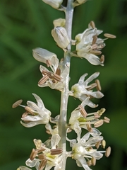 Hastingsia alba