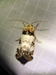 Pseudacontia crustaria