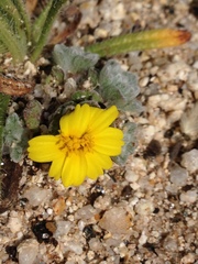 Eriophyllum wallacei