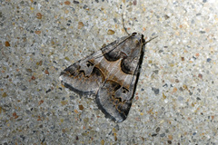 Drasteria ingeniculata