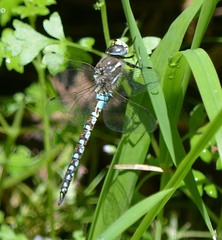 Rhionaeschna californica