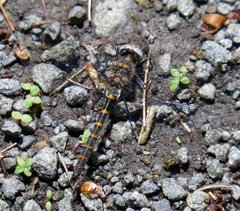 Williamsonia lintneri