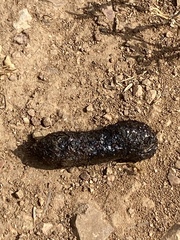 Phrynosoma blainvillii